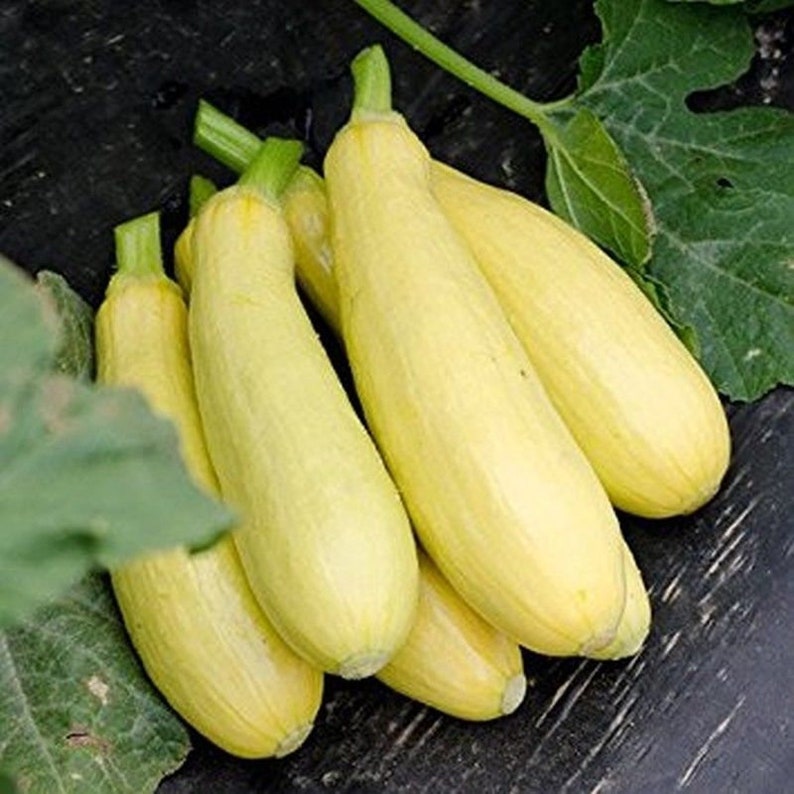 Mayo F1 Hybrid Summer Squash Seeds Etsy
