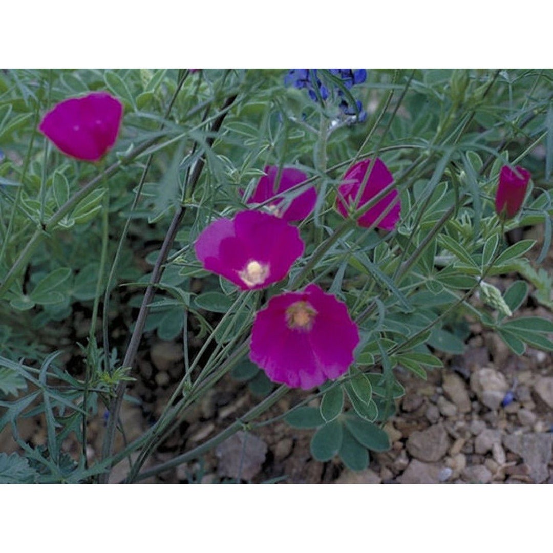 Wine Cup Flower Seeds Etsy