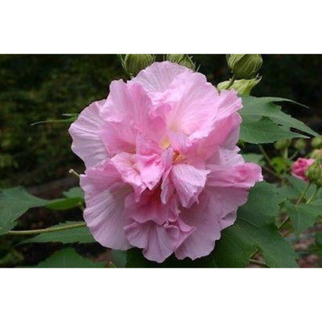 Confederate Rose Seeds Etsy