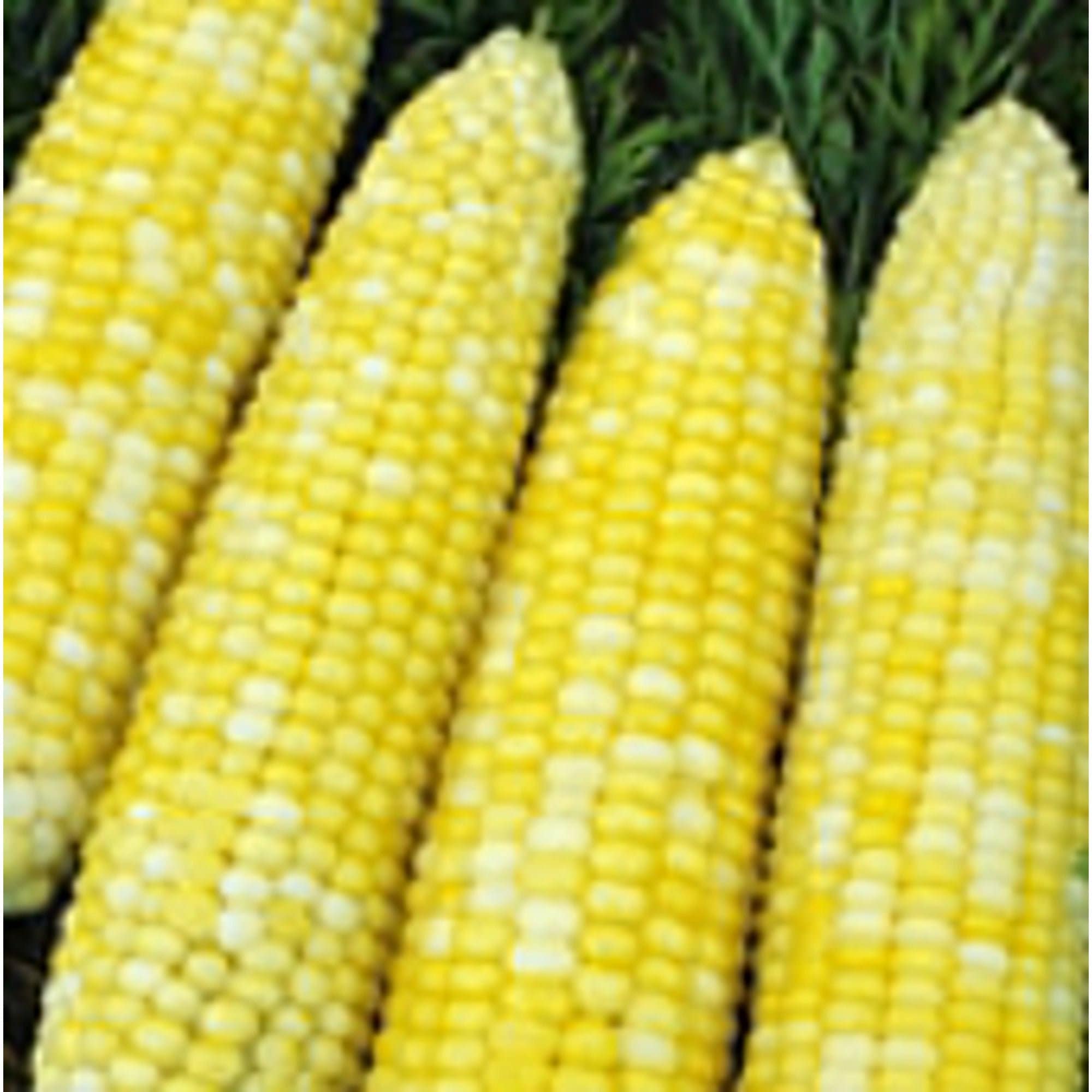 Ambrosia Corn Seeds Etsy