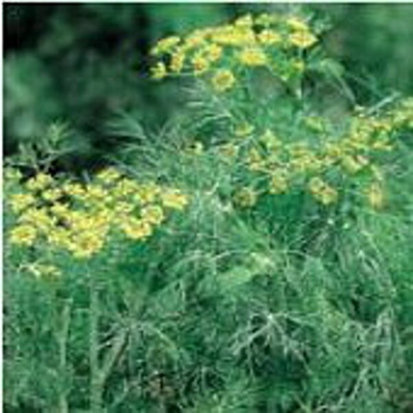 Fernleaf Dill Seeds Etsy