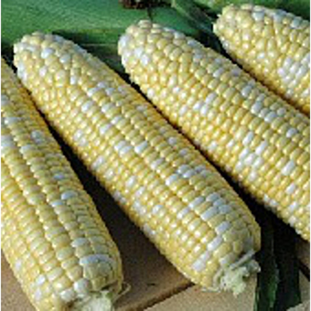 American Dream Corn Seeds Etsy