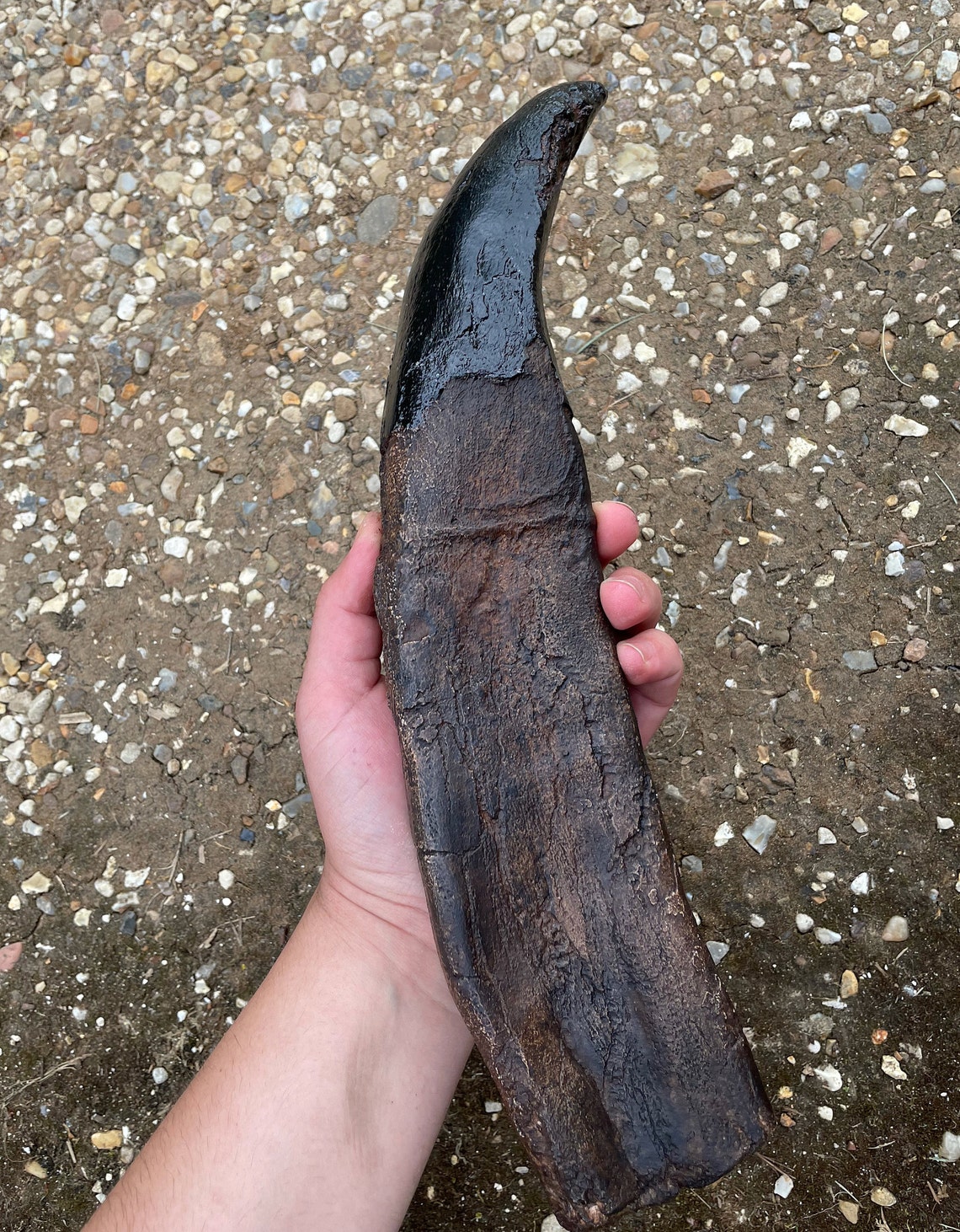 authentic t rex tooth for sale