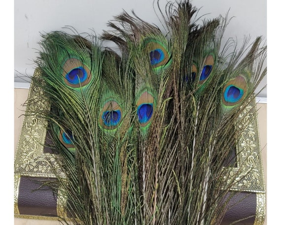 Piuma di pavone naturale 15 pollici Big Eye Coda di pavone naturale Coda di  pavone iridescente Piume di pavone verde scuro lunghe Piume di coda di  pavone -  Italia