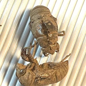 May include: Two brown cicada exuviae, or molts, on a white, textured surface. The exuviae are empty shells of cicadas that have emerged from their nymph stage.