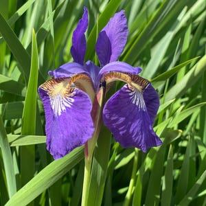May include: A close-up of a purple iris flower with yellow and white markings on the petals. The flower is in focus, while the green grass behind it is blurred.