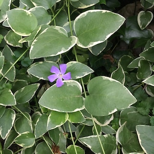 May include: A single purple flower with five petals blooms among green leaves with white edges.