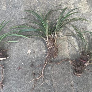 Dwarf Mondo Grass