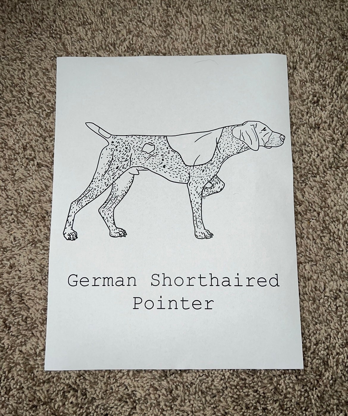 German Shorthaired Pointer Coloring Page Etsy