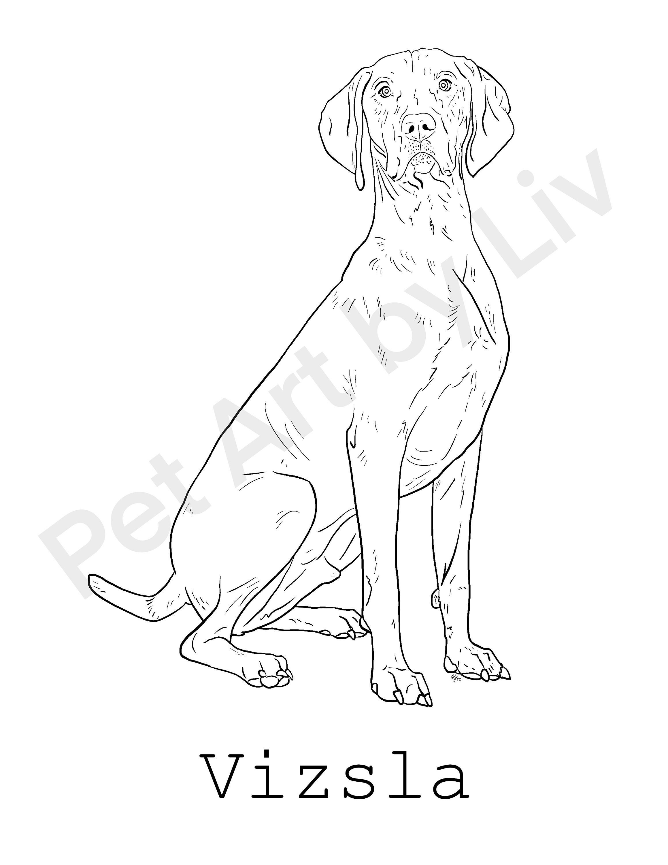 Vizsla Coloring Page - Etsy