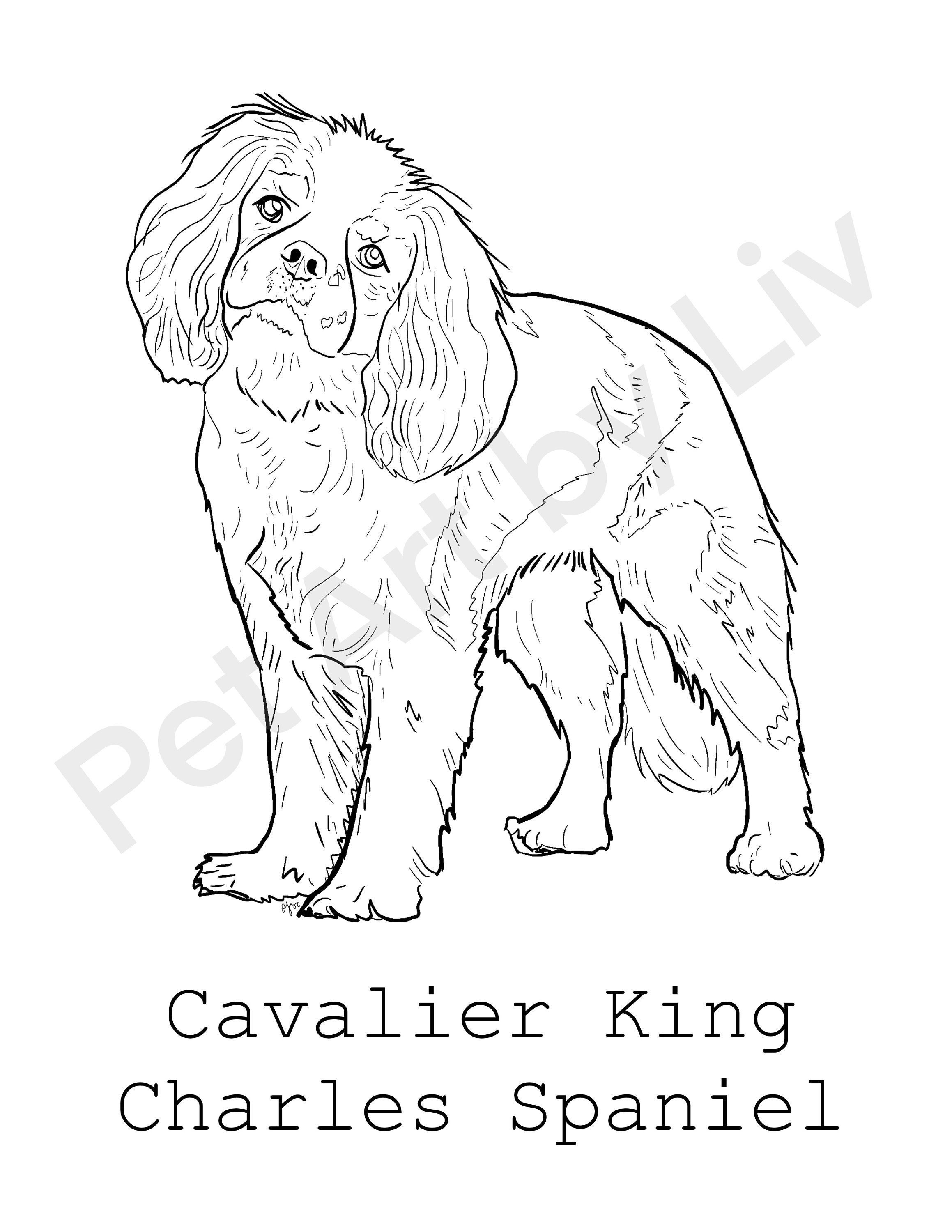 Coloriage Cavalier King Charles Spaniel - Etsy France