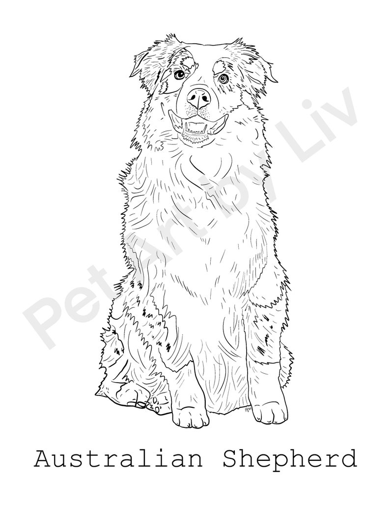 Australian Shepherd Coloring Page - Etsy