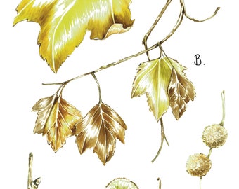 Original A4 Plane Tree Botanical Watercolour Piece
