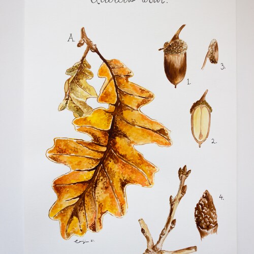 Original A4 Oak Tree Botanical Watercolour shops Piece