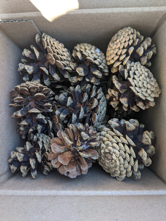 Pinecones for Crafts | over 25 Pinecones | Size: Small & Medium | Pinecone  DIY Projects