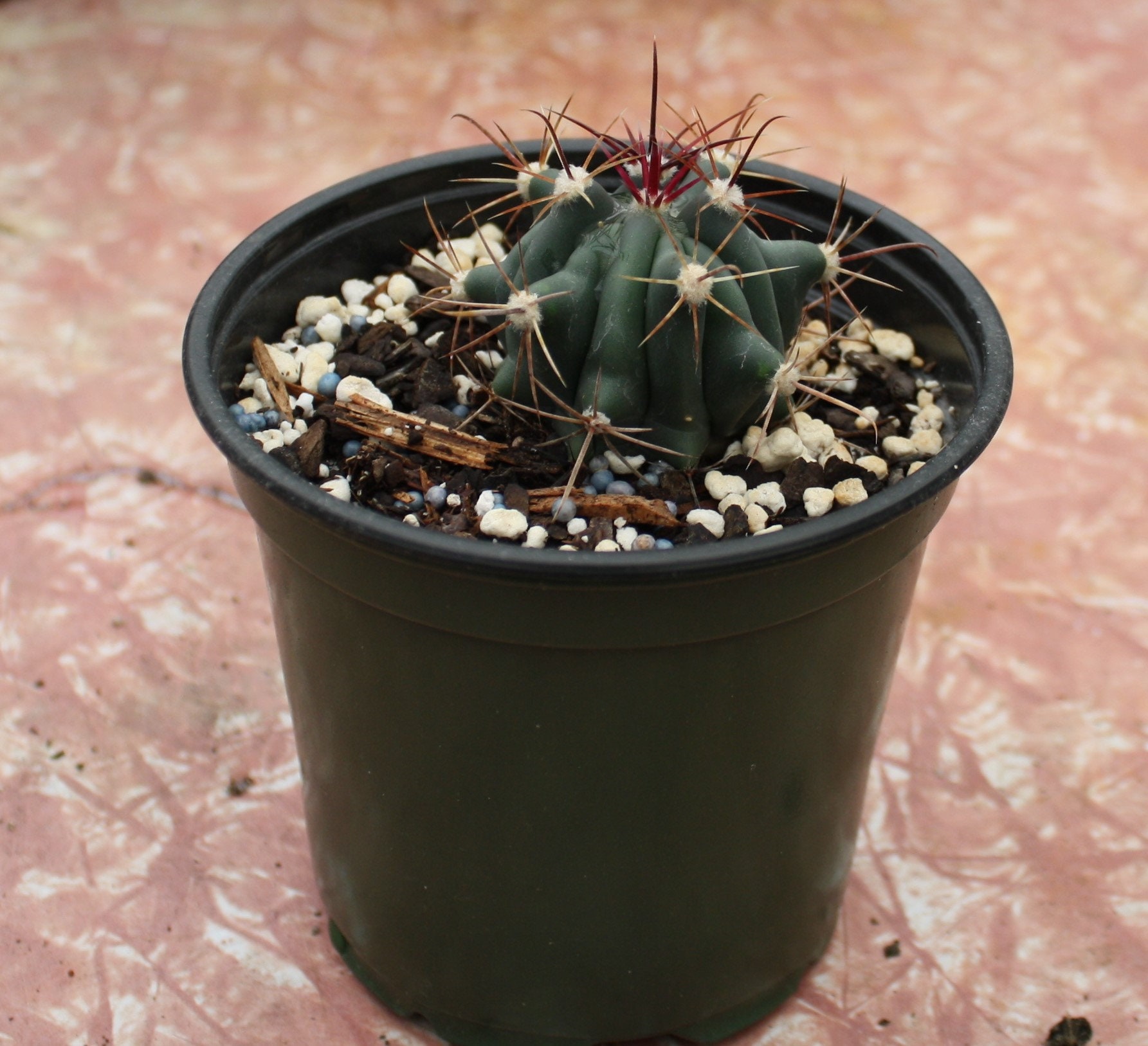 Live cactus plants Etsy