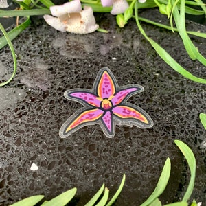 Queen of Sheba Orchid Waterproof Clear Vinyl Sticker