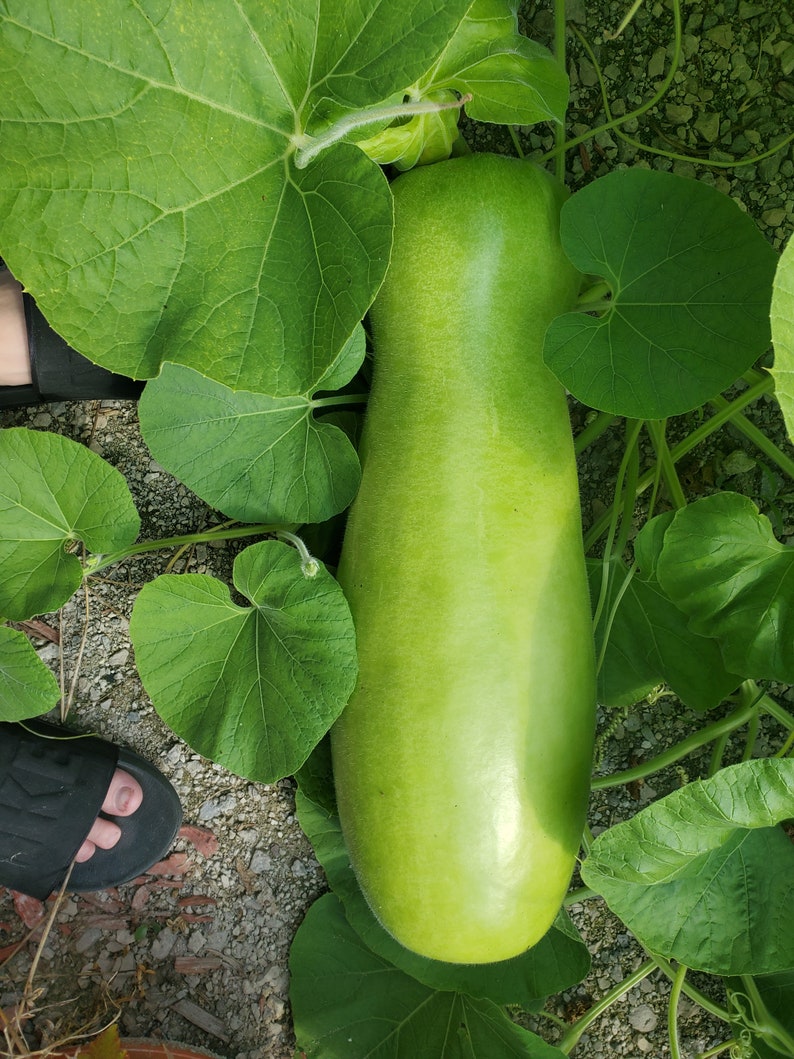 Zucca Melon 10 Seeds Giant Gourd - Etsy