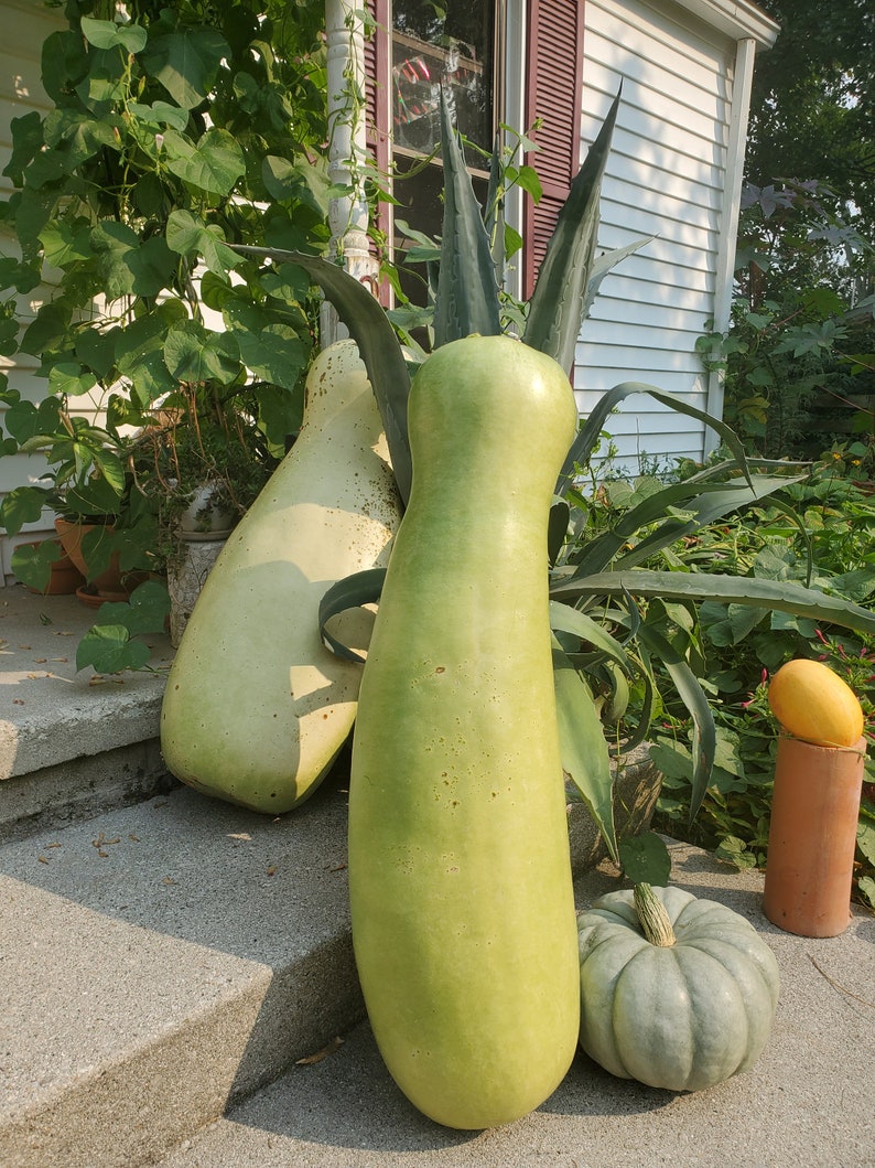 Zucca Melon 10 Seeds Giant Gourd - Etsy