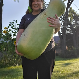 Zucca Melon -10 seeds Giant Gourd