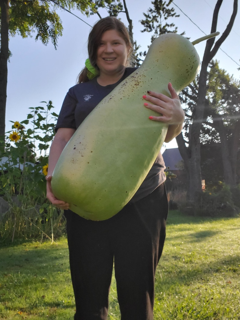 Zucca Melon 10 Seeds Giant Gourd - Etsy