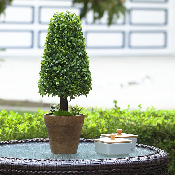 Boxwood on sale topiary tree