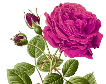 Jacqueminot Rose Etsy