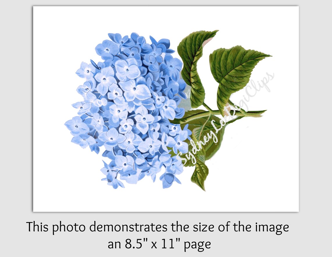 BLUE HYDRANGEA Floral Clip Art Printable jpg and Transparent | Etsy