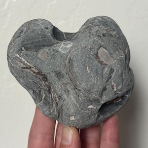 11 oz natural SEASHELL FOSSIL ROCK heavy sea shell presence fossilized coastal ocean life stone pebble heart-shaped love valentine gift idea