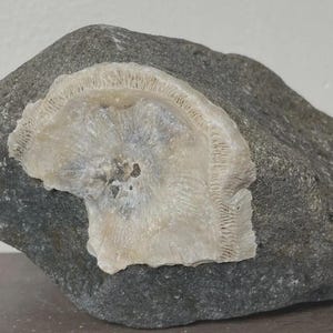 May include: A gray rock with a large, off-white fossil embedded in its surface. The fossil has a detailed, textured pattern. The rock is a natural, earthy tone, and the fossil contrasts with its lighter color. A unique decorative piece.