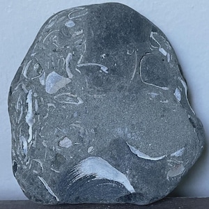 May include: A smooth, rounded gray stone featuring numerous embedded white fossilized shell fragments throughout its surface. The rock has a dense, matte texture with varied organic shapes and patterns visible across its entire front face.