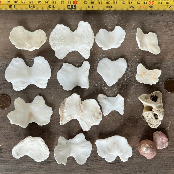 6 oz genuine GUMBOOT CHITON SHELL assortment seashell skeleton bone unique pacific ocean sea beach decorative accent piece home art craft