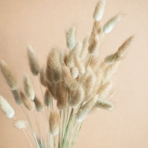 Dried Lagurus / Bunny Tails / Dried Flowers / wholesale flower / vase arrangement / bud vase / wedding centerpiece
