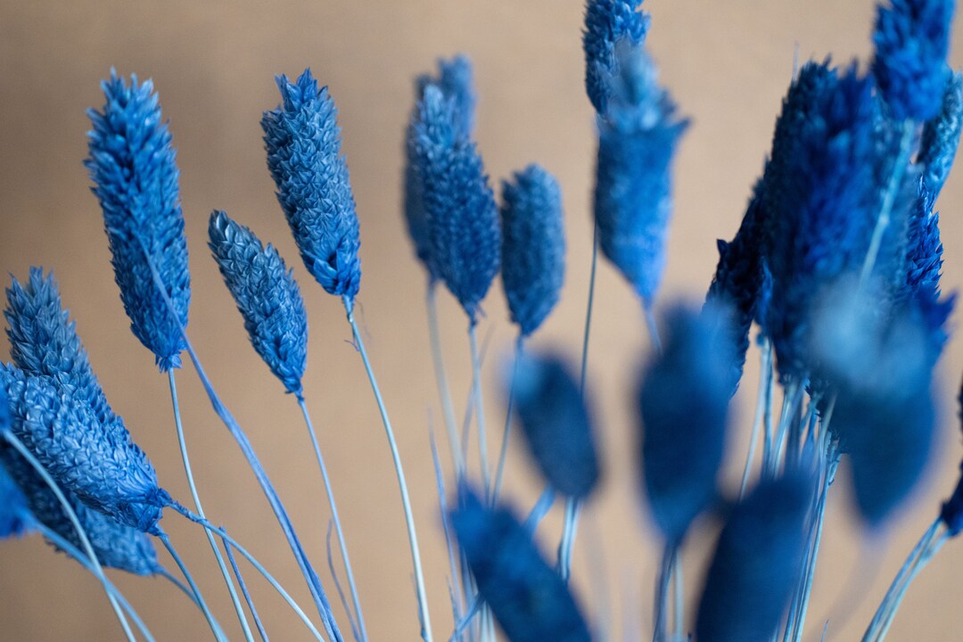 Dried Gem Grass / Blue Dried Flowers / Wholesale Flower / Vase