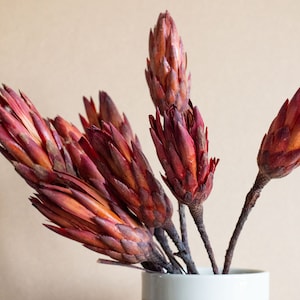 Preserved Protea Repens  / Dried Protea Repens Flower / Burnt Orange Dried Flowers / Wholesale Flower