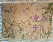 Jerusalem- Flowers Of Israel lot of 8 Photo Postcards