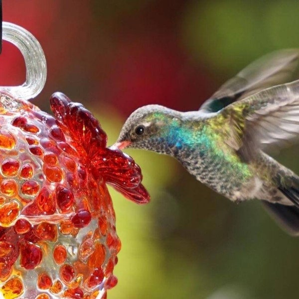 Kolibrie drinker. Kolibrie voeder. Geblazen glas. Gemaakt in Mexico. Kolibrie voeder. Buitenkanten