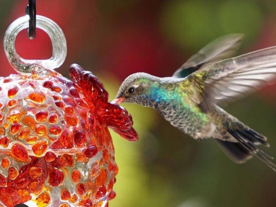 Hummingbird feeder. Blown glass. Made in Mexico. Hummingbird feeder. Outdoors