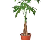 Money Tree 39 Guiana Chestnut 39 Pachira Braid