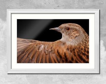 Vogelportret heggenmus | Giclée-kunstdruk | Britse natuurfotografie