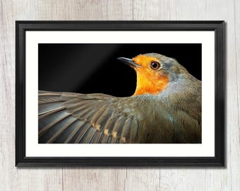 Muurkunst met Robin-print | Fine Art vogelfotografie | Giclée in het wild | Natuurdecoratie | Archiefmateriaal mat of glanzend | Ingelijst of ingelijst