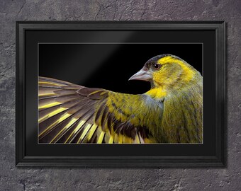 Sijsvogelprint | Fine Art gicléefotografie | Schotse dieren in het wild