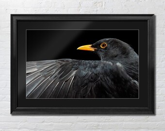 Portretafdruk merel | Giclée-kunstdruk | Britse natuurfotografie