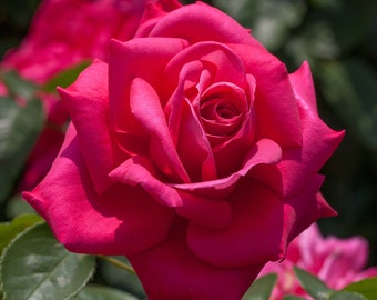 LIVE "Miss All American Beauty" Perennial Rose Live Bush Shrub + FREE SHIPPING