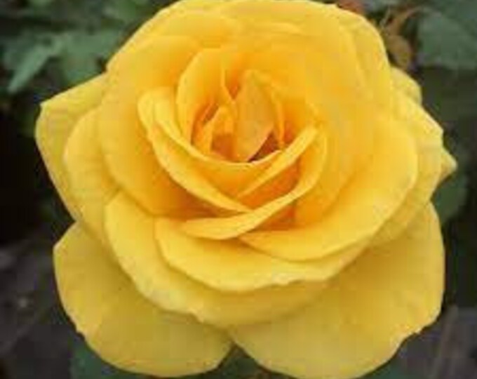 LIVE sol Desire Perennial Rose Live Bush Shrub FREE SHIPPING Etsy