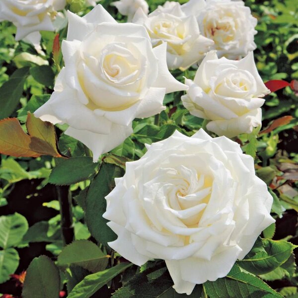 LIVE "Pope John Paul II" Perennial Rose Bush Shrub + FREE Shipping