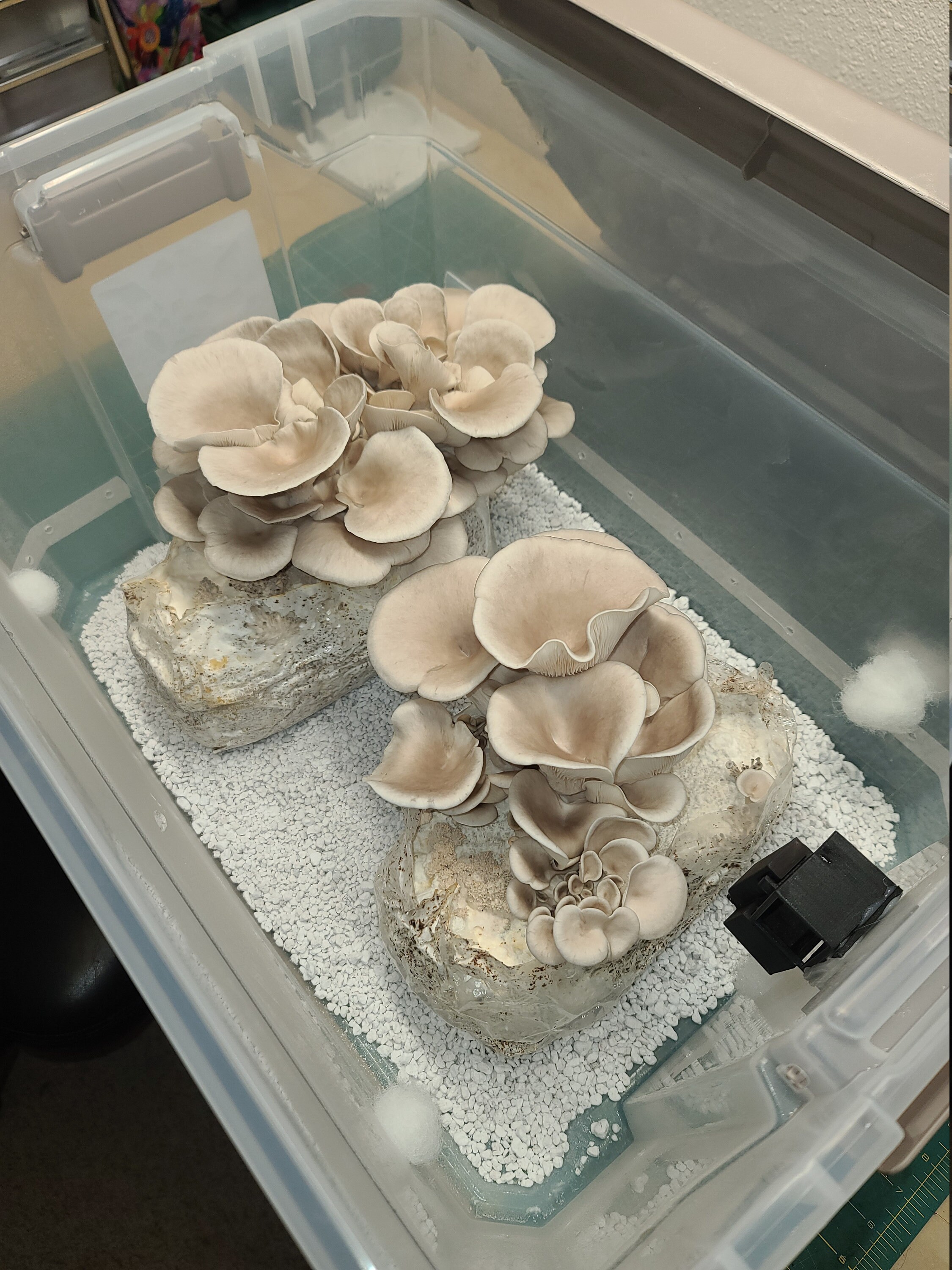 Fully Automated Mushroom Fruiting Chamber Etsy