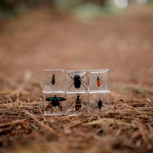 Brilliant Bugs Specimen Set