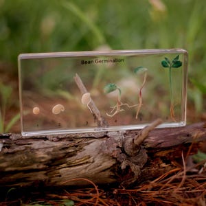 May include: A clear rectangular display case showing the stages of bean germination. The text "Bean Germination" is at the top. Inside, a bean seed progresses through various stages of growth, from seed to sprout, with roots and leaves.