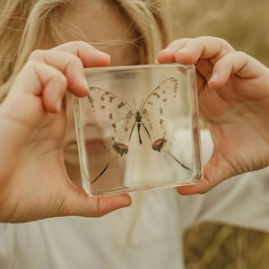 May include: A clear, square resin block containing a preserved butterfly specimen. The butterfly features white wings with black spots and small orange accents near the lower edges. The block is transparent, showcasing the insect in detail.